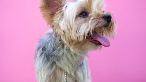 cute   Yorkshire Terrier dog is hanging is tongue out of his mouth and ears blowing .The dog with on wooden table with pink  background.
