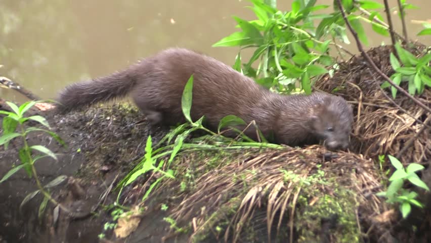 European mink (Mustela lutreola) exploring banks of a small stream, Estonia