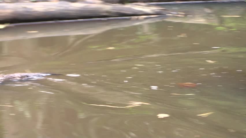 European mink (Mustela lutreola) swimming in small stream, Estonia, Europe.
