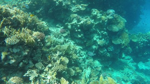 Coral reefs under water, diving, snorkling