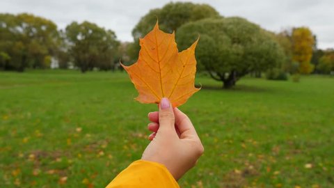 Woman hand hold yellow maple leaf against fall park, autumn concept
