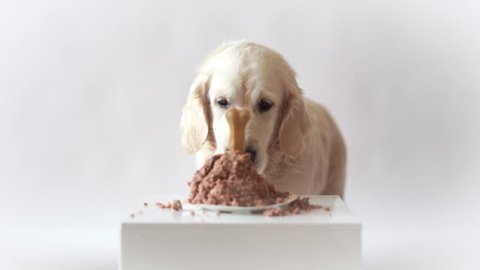 pet life at home. funny video from the birthday of the dog - beautiful golden retriever eating meat cake