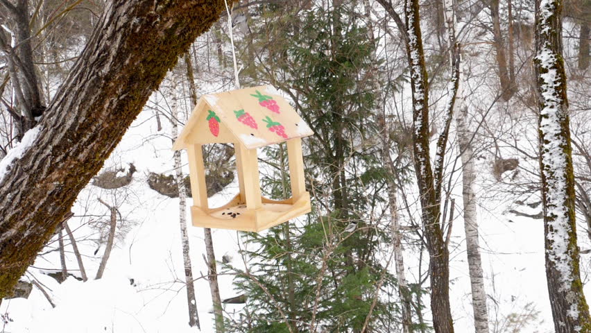 Birds eating seeds from the feeder, winter day