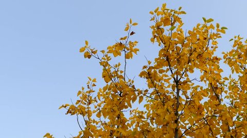 yellowed trees in autumn, leaves