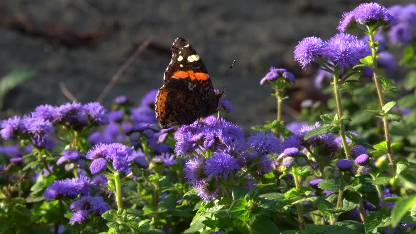 Autumn butterfly Vanessa atalanta open black and red wings sitting on autumn purple flower Ageratum houstonianum in the foothills of the North Caucasus