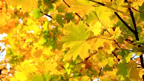 Yellow maple leaves. Autumn foliage in the park. October, Moscow