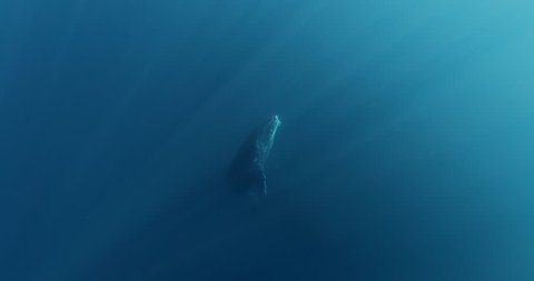 Mother and Calf  Humpback whale during migration in Indian Ocean