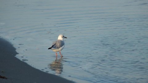 Slender-billed gull walking on the shore of the sea (Chroicocephalus genei)