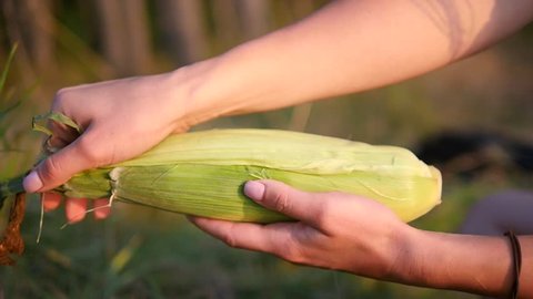 Ripe corn cob opens young female hands