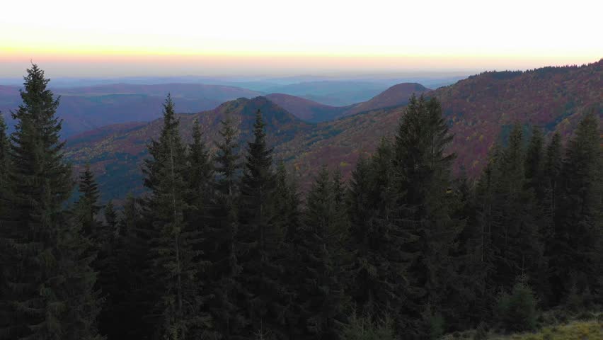 Aerial view. Mountain valley and orange larch forest woods in sunny autumn. Outdoor colorful nature landscape mountains wild fall. Autumnal forest small larch forest. Colors of fall. October forest.
