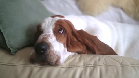 dog on a sofa, basset, moving just the eyes and rest