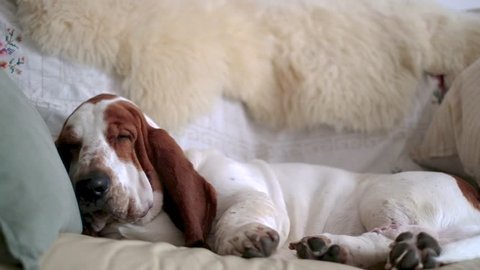 dog on a sofa, basset hound, go to sleep