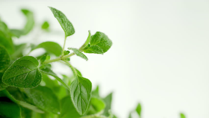 picking sage leaves stems Stock Footage Video (100% Royalty-free ...