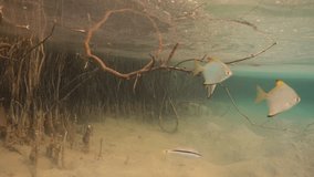 Various fishes swimming in the mangrove roots, Red Sea, 4K ultra hd video footage