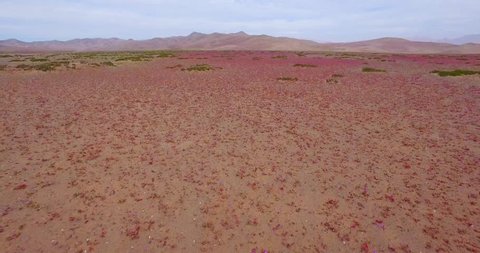 aerial shots at low altitude on a sunny day of the Atacama desert covered with flowers in the biggest bloom in the last 20 years