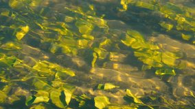underwater plants in clear water in the river. Autumn sunny day.