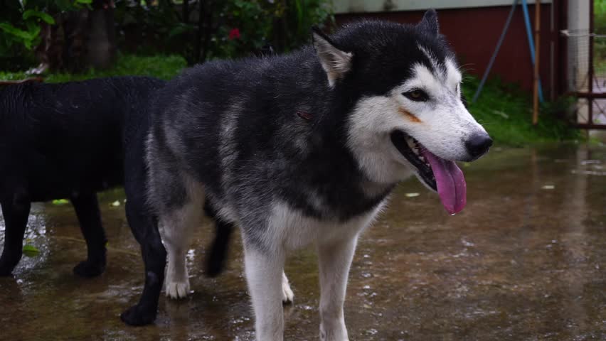 siberian husky mating