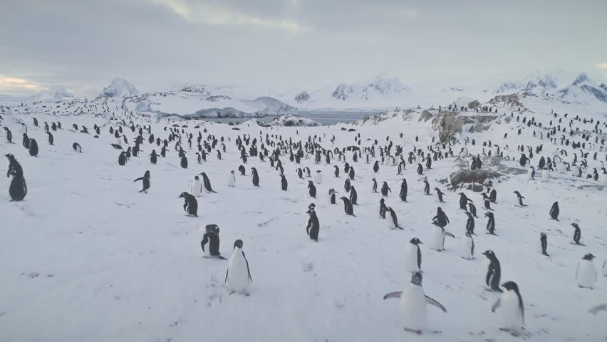 Aerial drone flight over penguins, seals. Antarctica wildlife. Overview shot of snow, ice covered land. Polar ocean water, mountains. Antarctic winter landscape. Ice cold. 4k footage. | Shutterstock HD Video #1018203247