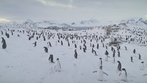 Aerial drone flight over penguins, seals. Antarctica wildlife. Overview shot of snow, ice covered land. Polar ocean water, mountains. Antarctic winter landscape. Ice cold. 4k footage.