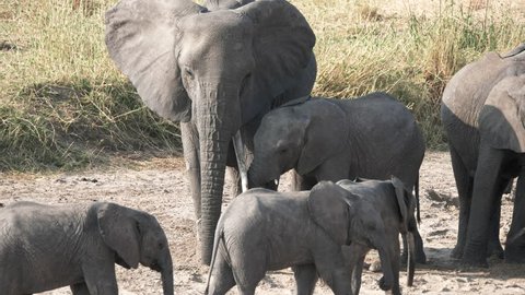 4K 60p clip of elephants drinking from holes in a dry river bed at tarangire national park in tanzania