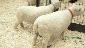 4K babydoll sheep in a petting zoo at the county fair