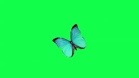 Blu Butterfly Flies Green Screen Stock Footage Video 100 Royalty Free 26822674 Shutterstock