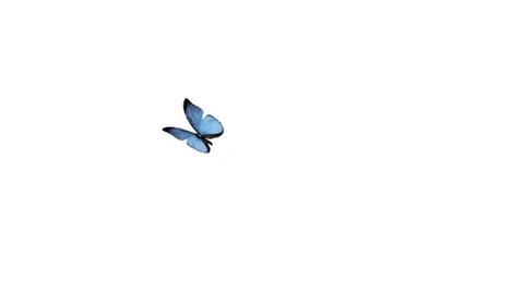 Flying Butterfly With Alpha Channel Stock Footage Video 100 Royalty Free 3487739 Shutterstock