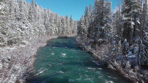 AERIAL: Flying above the beautiful rapids and the snow covered forest on a sunny day in the American countryside. Picturesque aerial view of emerald river rushing through the snowy coniferous forest.