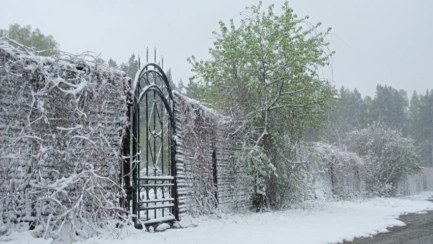 Fence and gate of Bonsai Park in the Novosibirsk botanical garden under the snow in late Spring snowfall. Siberia, Russia
