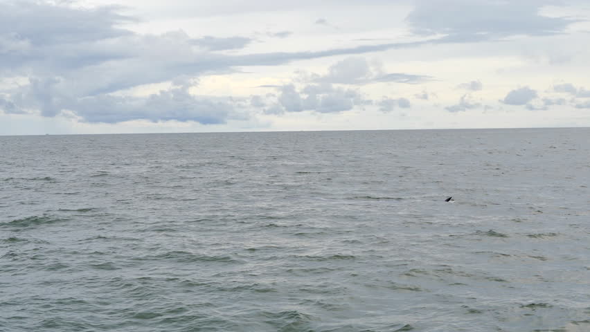 Humpback whale is spraying water and jumping in the water. 