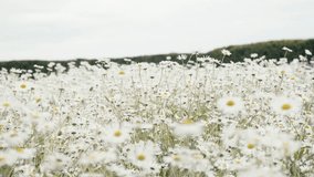 Hill Covered White Daisy Flower in Cloudy Day  
