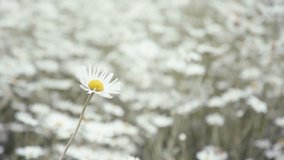 One Daisy Flower in Field Covered White Daisy Flower  