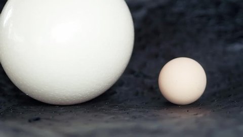 Ostrich egg, a comparison with a chicken egg, a large white ball, a storyboard of different sizes, a huge egg on a dark texture, a textured object, an ostrich farm, farming
