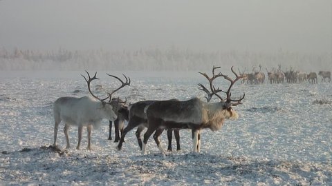 Herd of reindeer in the forest-tundra in the afternoon.