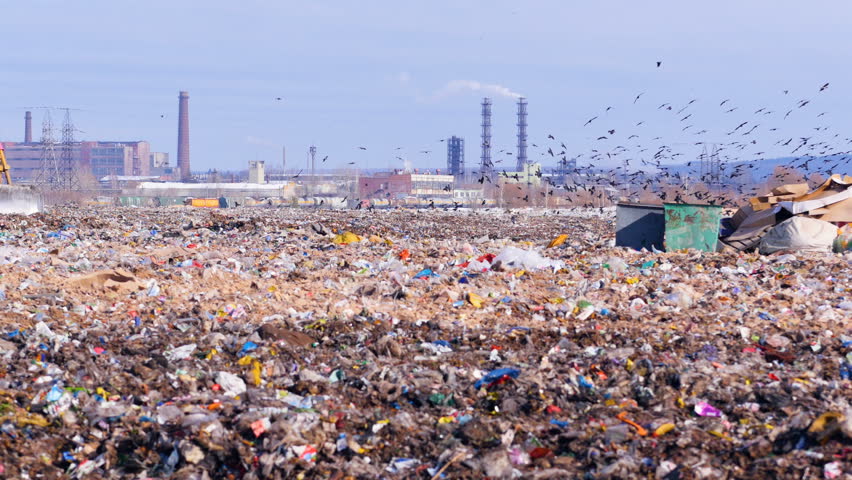 Flock of scavenging birds on a landfill site with piles of garbage. | Shutterstock HD Video #1018231732