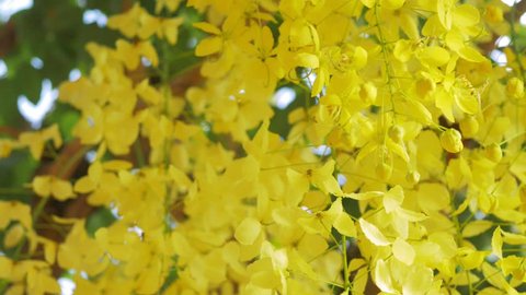Cassia fistula or golden shower tree yellow flowers with dolly smooth and slow sense.