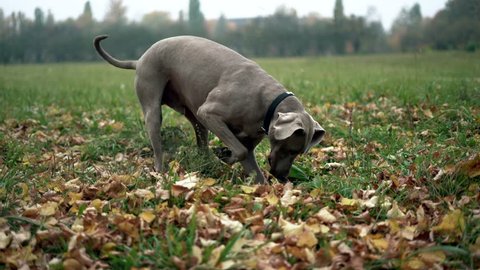 A hunting dog breed Weimaraner (Silver ghost) digging a hole in the ground in field
