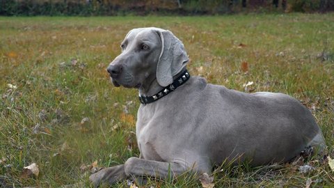 dog Weimaraner portrait on the green grass summer background