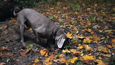 Slow motion of a hunting dog breed Weimaraner (Silver ghost) digging a hole in the ground in forest