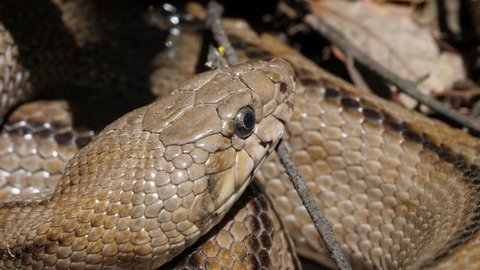  Ladder snake (Rhinechis scalaris) , Spain