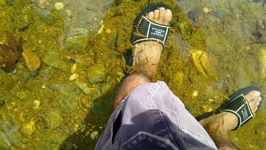 Little fishes feeding