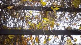 Withered grapes hang from a wooden railing near the farmhouse, part 1
