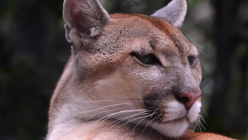 Close up of a Pumas face scene. The animal moves its ears and blinks. Animal in captivity.