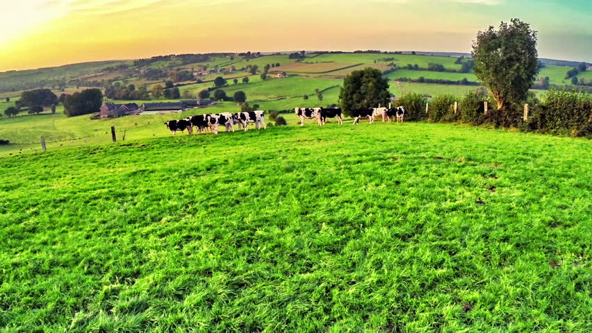 Flying over green field with grazing cows. Agricultural background. Full HD, 1080p Royalty-Free Stock Footage #10182461