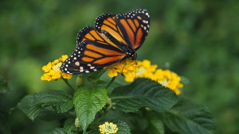Macro Monarch butterfly walking on flowers, then it flies away.