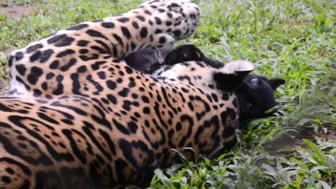Jaguar adult mother and melanic cub interacting scene. The cub bites its mother as a form of play. The mother plays with the cub and then gets up.  Animals in captivity. 