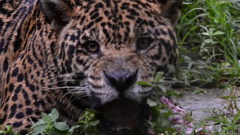 Close up of an adult Jaguar eating meat scene. The animal lifts its head, looks around and goes back to eating. Zoom in on the animal's eyes. Animal in captivity.