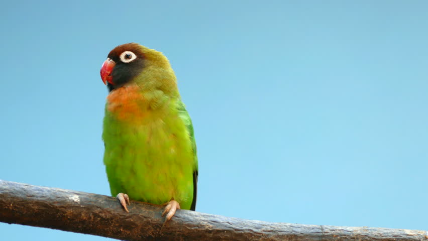 BLACK-CHEEKED LOVEBIRD (AGAPORNIS NIGRIGENIS).
Couple of parrots perched on a branch that kiss each other when the female asks for the nervous male. Royalty-Free Stock Footage #1018252369