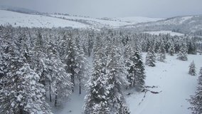 Aerial view on beautiful mountain and forest trees covered with snow.

