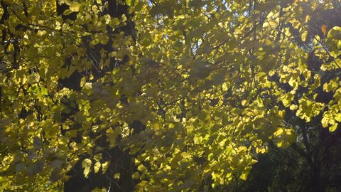 Autumn Leaves With Sunlight And Wind